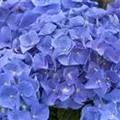 Nahaufnahme blaue Blüten Hydrangea macrophylla 'Jip Blue'