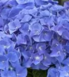 Nahaufnahme blaue Blüten Hydrangea macrophylla 'Jip Blue'