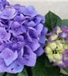 Blaue und helle Blüten Hydrangea macrophylla 'Jip Blue'