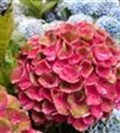 Nahaufnahme Blüten Bauernhortensie 'Magical Amethyst'