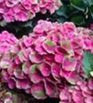Pinke Blüten Bauernhortensie 'Magical Amethyst'