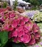 Pinke und helle Blüten Bauernhortensie 'Magical Amethyst'