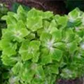 Grüne Blüten Hydrangea macrophylla 'Magical Rhapsody'®