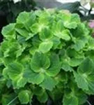 Nahansicht grüne Blüte Hydrangea macrophylla 'Magical Rhapsody'®