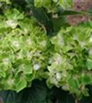 Grüne Blüten Hydrangea macrophylla 'Magical Rhapsody'®