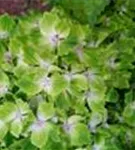 Nahaufnahme Blüten Hydrangea macrophylla 'Magical Rhapsody'®