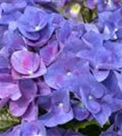 Nahaufnahme Blüten Hydrangea macrophylla 'Jip Blue'