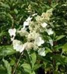 Fernaufnahme weiße Blüten Rispenhortensie 'Kyushu'