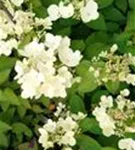 Helle Blüten Hydrangea paniculata 'Diamant Rouge' ®