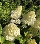 Weiße Blüten Rispenhortensie 'Magical Kilimanjaro'®
