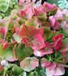 rote Hydrangea Forever & Ever® 'Red'
