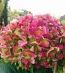 Fernaufnahme pinke Blüten Bauernhortensie Hovaria® 'Hopaline'