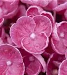 Nahaufnahme Blüten Fliederhortensie Hovaria® 'Hopcorn Pink'