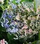 Helle Blüten Fliederhortensie Hovaria Hopcorn Purple