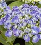 Blauer Blütenball Fliederhortensie Hovaria Hopcorn Purple