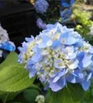 Blaue Blüten Ballhortensie 