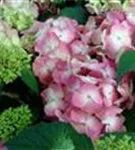 pinke Hortensie Hydrangea macr. Endless Sum. 'BLOOMSTAR'® pink