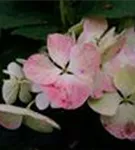 Helle Blüten Tellerhortensie 'Benxi®'