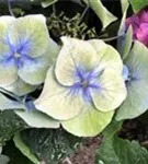 Hellblaue Blüten Tellerhortensie Blaumeise