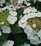 helle Blüten Hydrangea macrophylla 'Libelle'