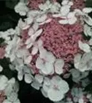 Blüten hell Hydrangea macrophylla 'Libelle'