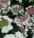 Weiße Blüten Hydrangea macrophylla 'Libelle'