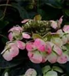 Fernansicht Blüten Hydrangea macrophylla 'Libelle'