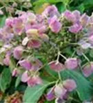 Helle Blüten Hydrangea macrophylla 'Lutin Bleu'®