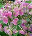 Blüten hell Hydrangea macrophylla 'Lutin Bleu'®