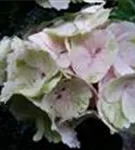 Weiße Blüten Bauernhortensie 'Magical Blossum'