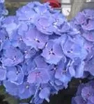 Nahaufnahme blaue Blüten Bauernhortensie 'Magical Bluebells'