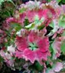 Blüten Hydrangea macrophylla 'Magical Colourdream'® rosa