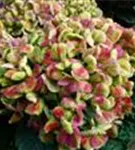 Helle Blüten Hydrangea macrophylla 'Magical Coral'® rosa