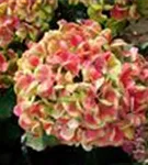 Rosa Blüten Hydrangea macrophylla 'Magical Coral'® rosa