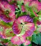 Rot-grüne Blüten Hydrangea macrophylla 'Magical Noblesse'®