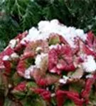 Schneebedeckte Blüten Hydrangea macrophylla 'Magical Noblesse'®