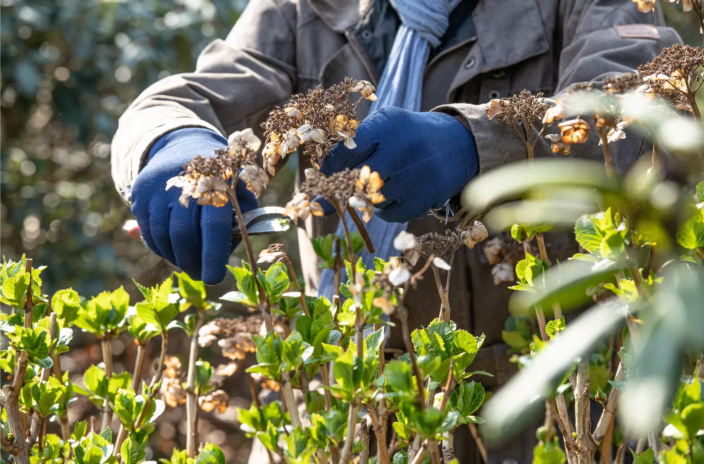 Wann schneidet man Hortensien im Garten zurück?