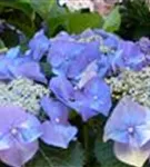 Blüten Tellerhortensie Blaumeise Nahaufnahme