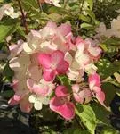 Rosa Blüten Hydrangea paniculata 'Diamant Rouge' ®