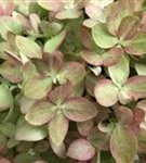 Grün-rosa Blüten Zwerg-Rispenhortensie 'Little Lime'®