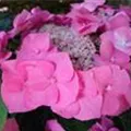 Hydrangea macrophylla 'Blaumeise' rosa
