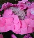 Hydrangea macrophylla 'Blaumeise' rosa