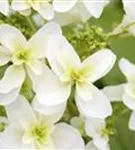 Nahaufnahme helle Blüten Eichenblatthortensie Hovaria® 'Quercifolia'