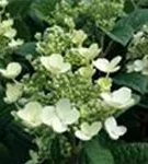 Weiße Blüten Rispenhortensie 'Little Quick Fire'