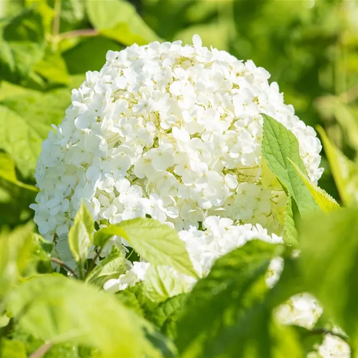Weiße Blüte einer Hydrangea im Garten