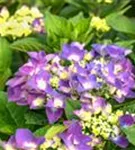 Hydrangea macrophylla 'Frisbee'® Purple