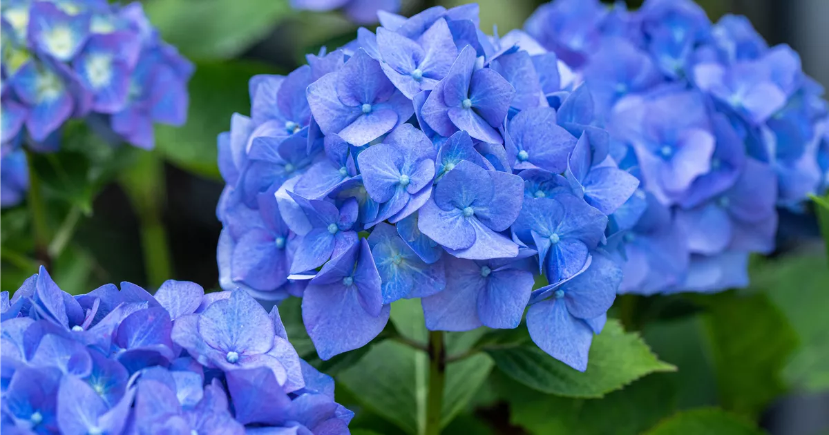 Wie bleibt eine blaue Hortensie blau?
