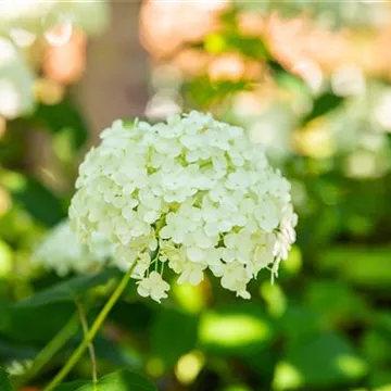 Hydrangea arborscens mit weißen Blüten