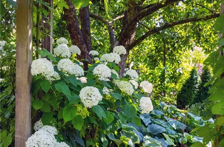 Hortensie im Garten