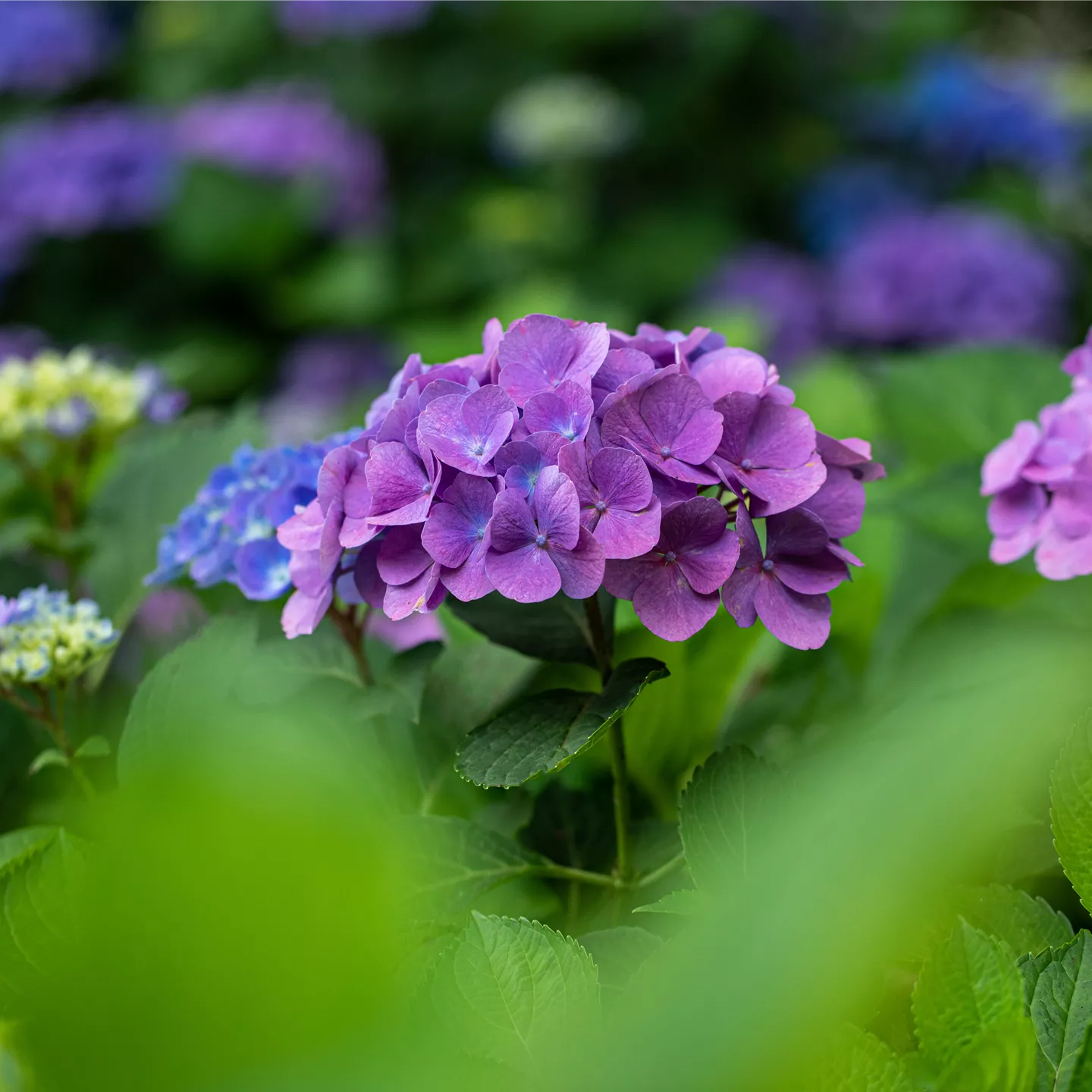 Hydrangea macrophylla, purpurviolett